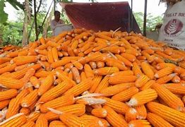 Harga Jagung Untuk Dibakar